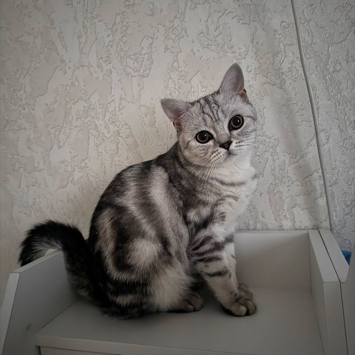 Котик британского типа