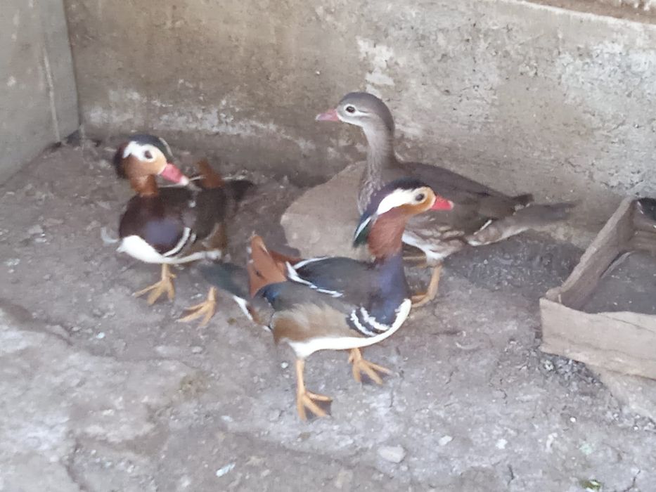 Утки мандаринки .