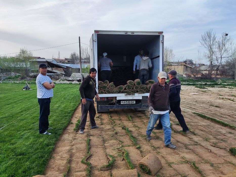 Газон живой прямо с плантации доставка установка есть