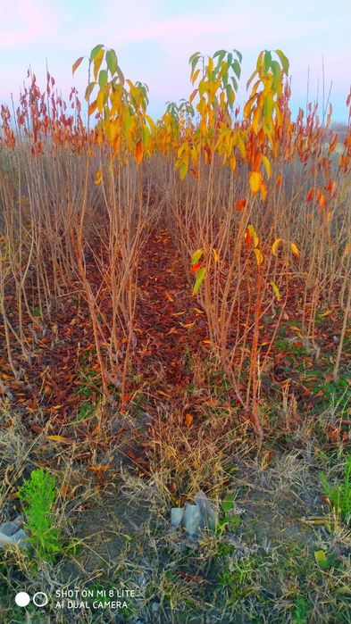Mevali koʻchatlar sotiladi Samarqanda