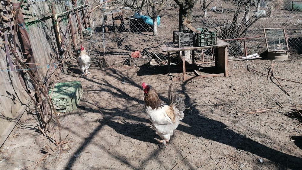 Cocoși Brahma de vanzare