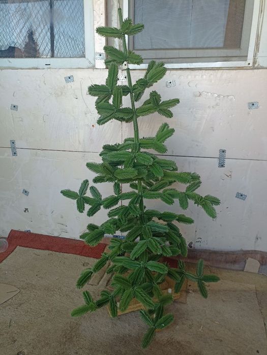 Ёлка Советская, кактус