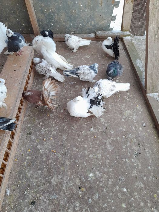 Porumbei de vânzare mai multe rase