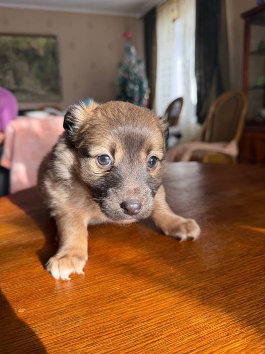 Ищут дом очаровательные щенки