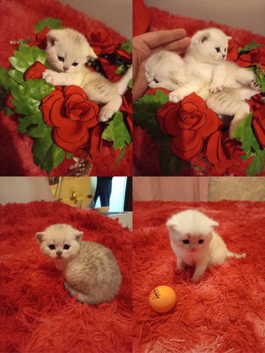 Продаются котята породы серебристые шиншилла