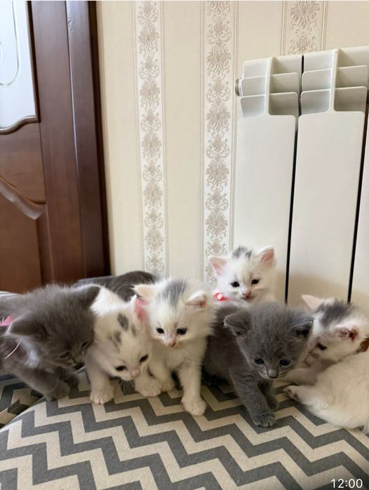 Продаются очаровательные котята