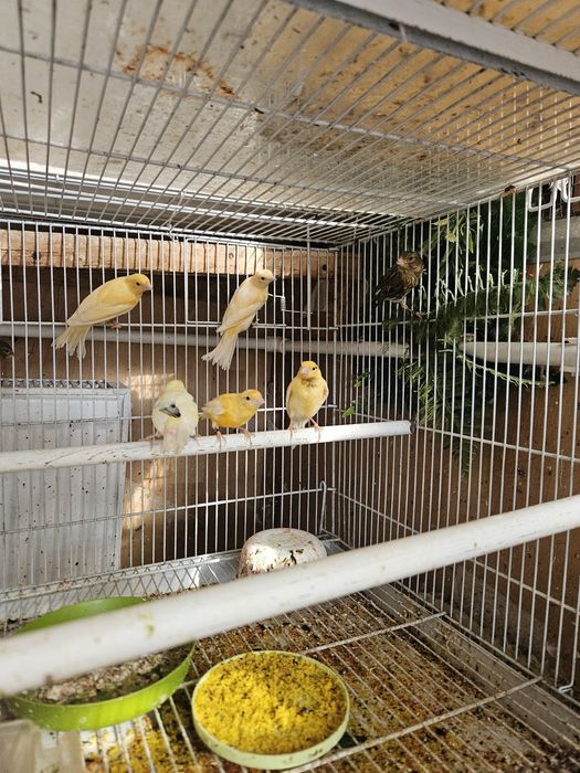 Canari de vanzare
