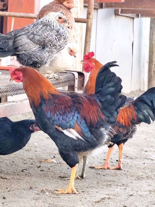 Xoʻrozlar Sotiladi 140 000 dan