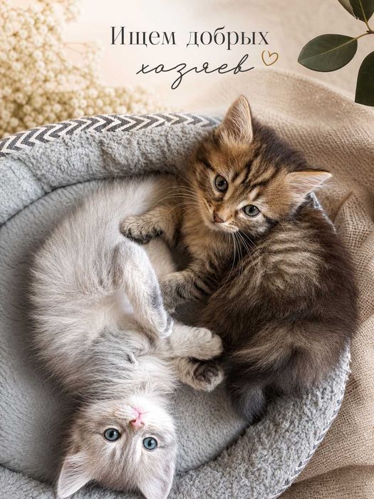 Отдам котят в добрые руки!