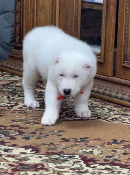 Продам белую медведицу алабайка