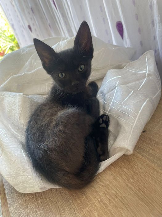 Spre adoptie! Mici,jucăusi si iubitori.