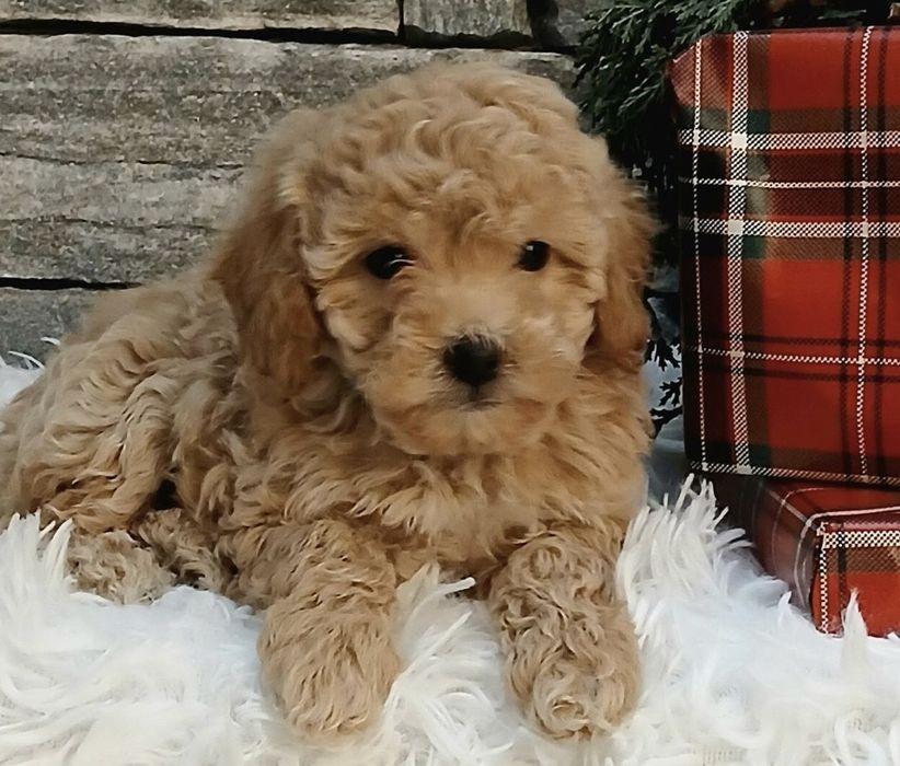 Мини пудел мъжки