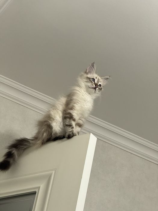 Очень необычный кот