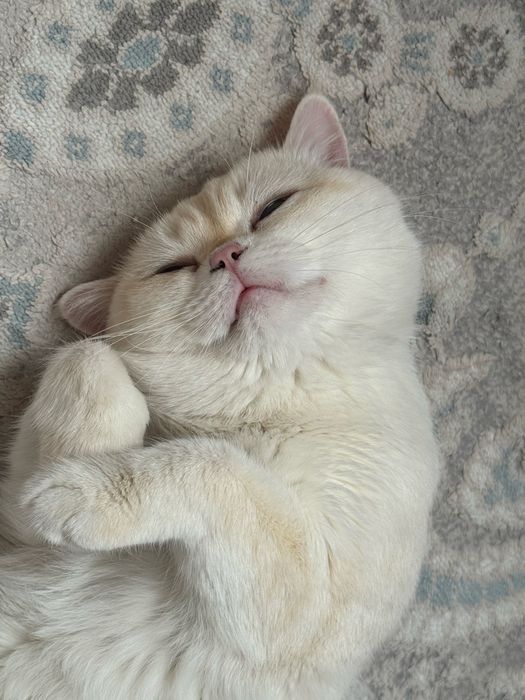 Вязка кота британского кота