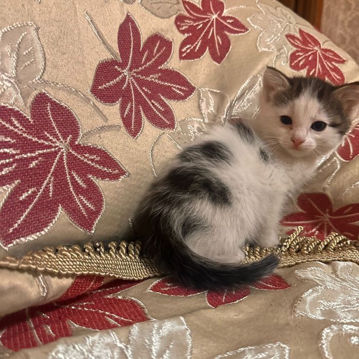 Отдам бесплатно котят трехцветные