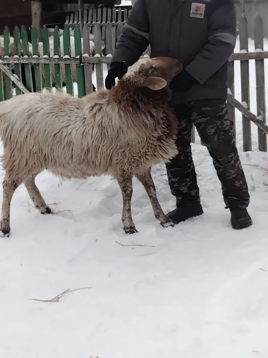 Продам барана на мясо