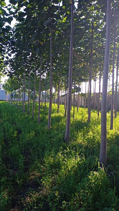 Павлония дунёда энг тез усувчи дарахт кучатларини сотамиз