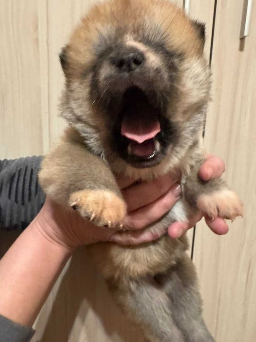 Акита Ину родословие и документи