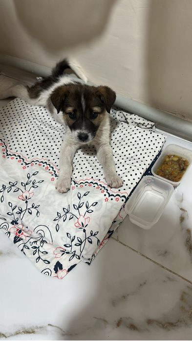 Щенок девочка, 2 месяца