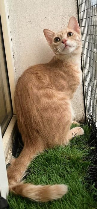 Metisi British Shorthair pui