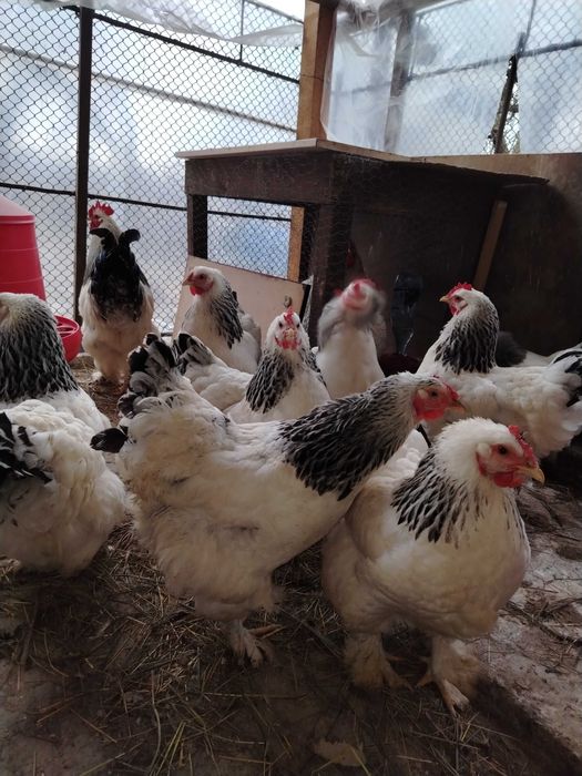 Ouă pentru incubat.