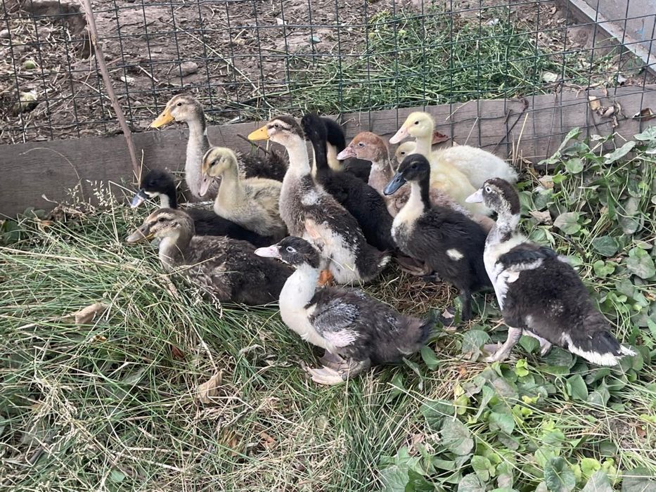 Продам разноцветных утят