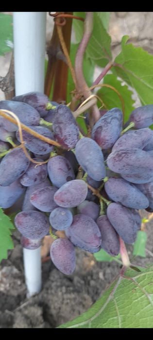 Butași de calitate anul 3 preț de producător