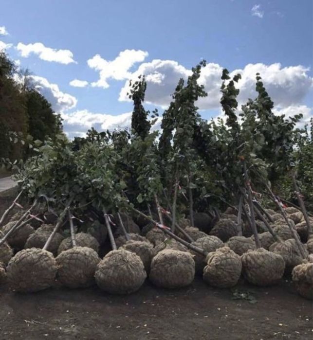 Расетния Липа мелколистная