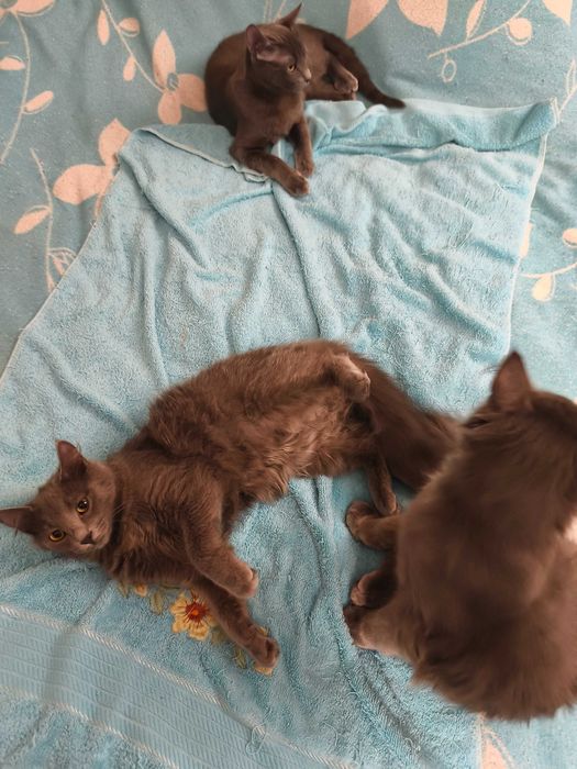 Продавам британски късокосмести долгокосмести котенца