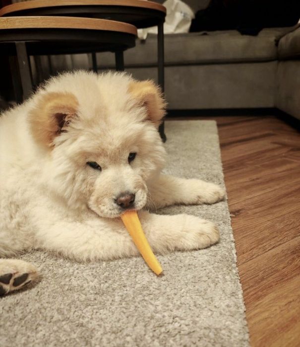 Femela 5luni chow chow