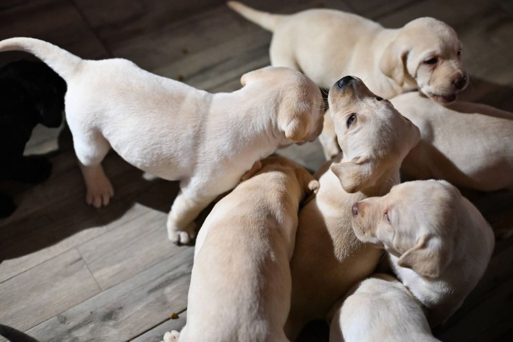 Labrador retriever  !