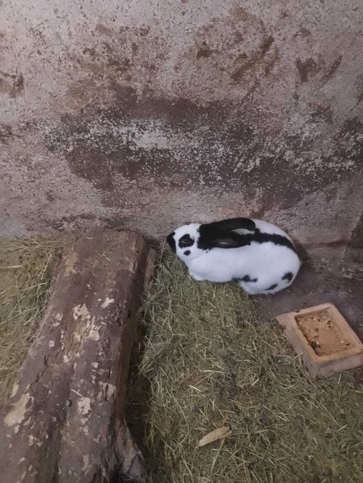 Vând pui de iepuri și un mascul