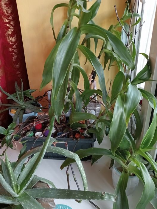 Домашнее растение