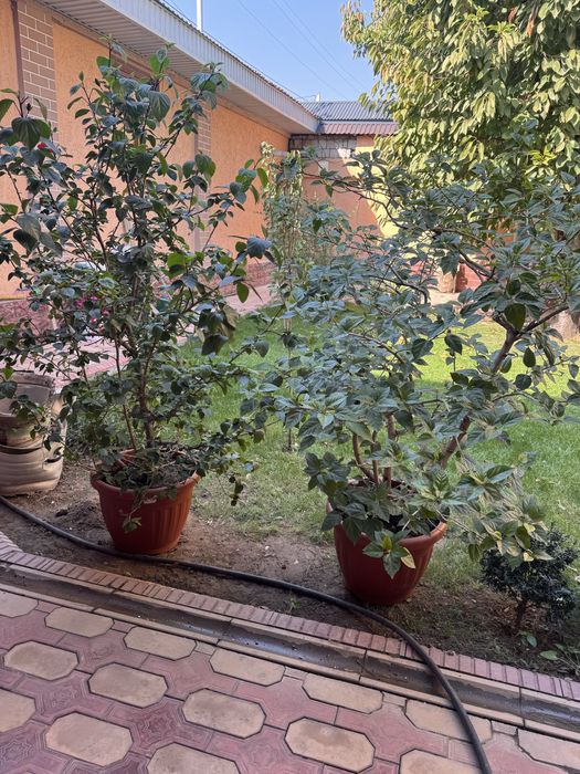 Продам цветы цветущие,свежая пересадка
