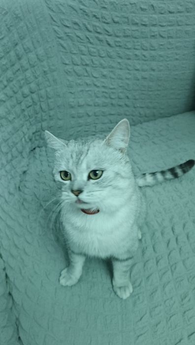 Кот породистый (сатылмайды)