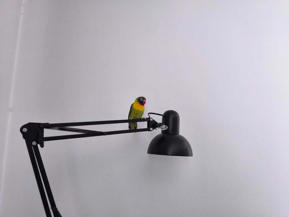 Попугай, неразлучника