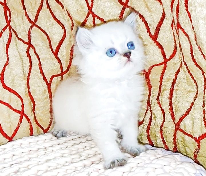 Роскошные Котята  колор Поинт