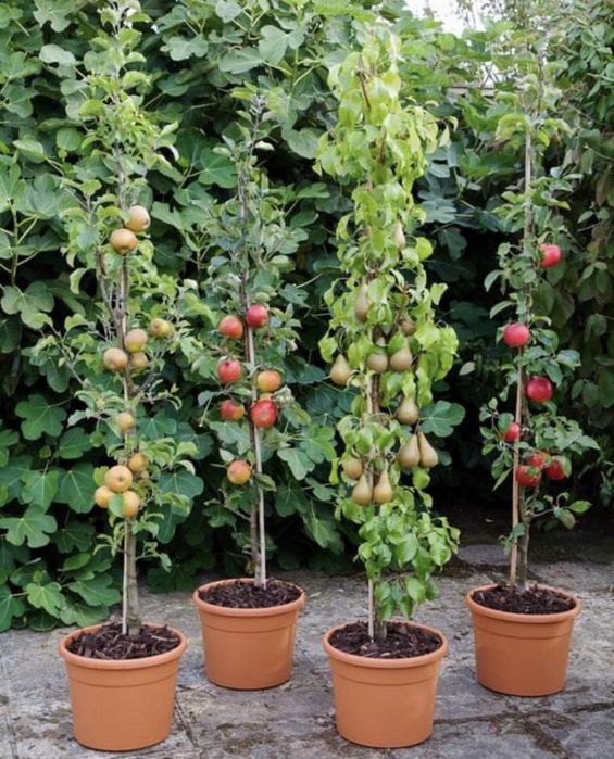 Pomi fructiferi columnari calitate superioara