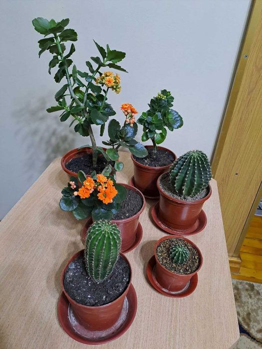 Домашний цветок Каланхоэ, и другие комнатные цветы