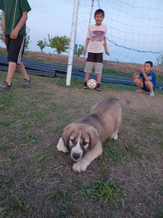 Alabay tozasi sotiladi