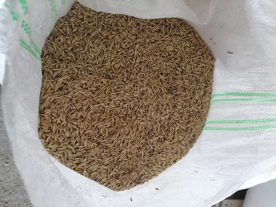 Ovăz soiul Mureșan de vânzare