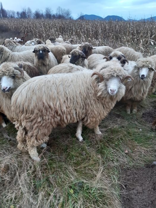 Vind berbeci bali brez