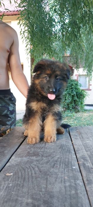 Femelă de ciobănesc german cu pedigree