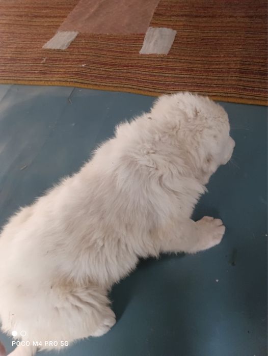 продам щенок алабая 2 месяца