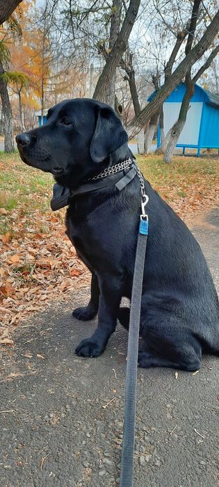 Ищем подружу для нашего мальчика