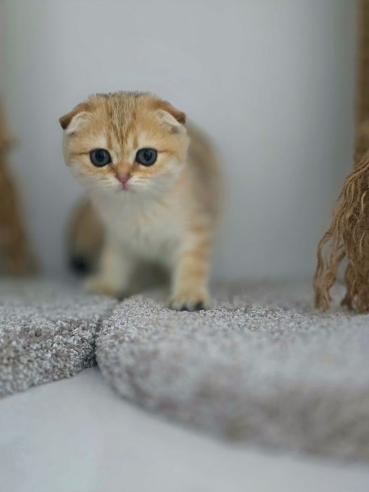 КоТяТа ШотЛандсКие золотые