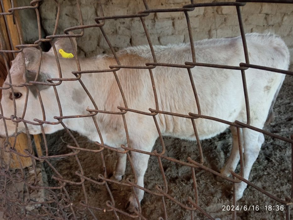 Продам телку на откорме