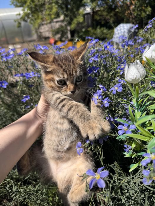 Отдам котенка в хорошие руки