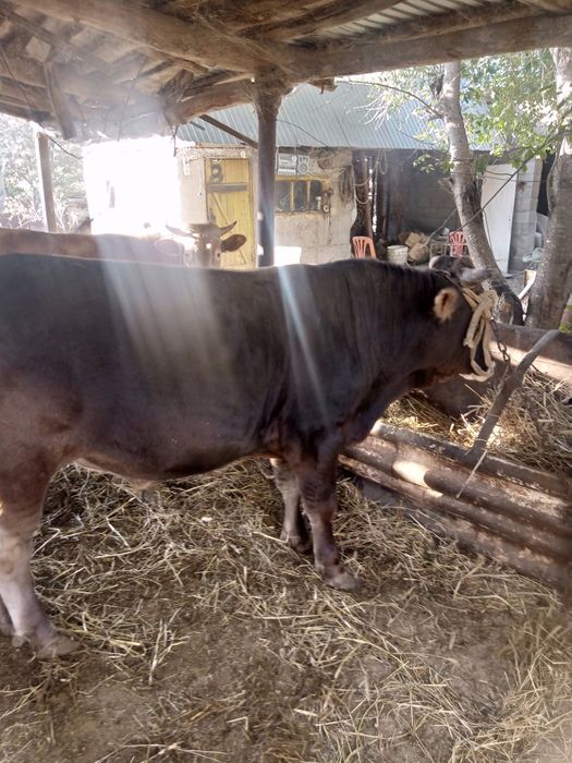 Бычки алатауской породы