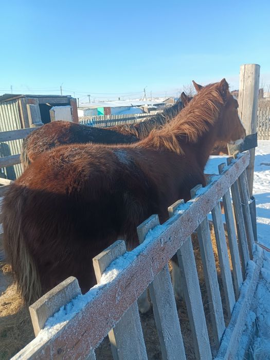 Жабагы 10мес продам